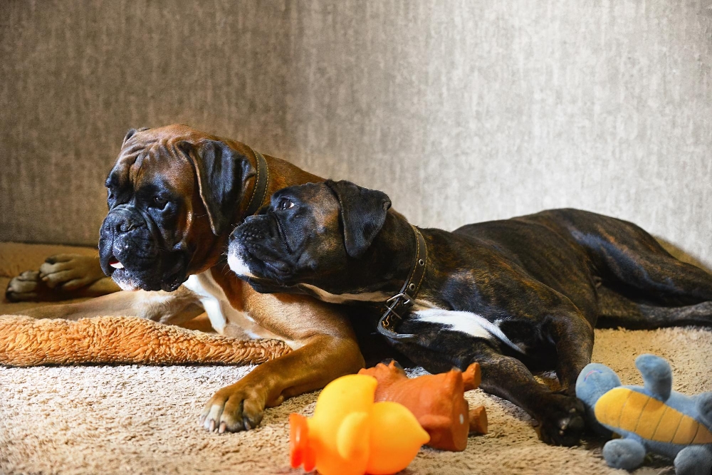 Top 5 Dog Grooming Mistakes Owners Make at Home (Part 2: Don't Let These Slip!) 1 PARSSITES