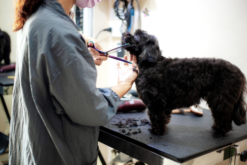 10 Reasons Why Regular Grooming Is Essential for Your Dog's Health 3 1750