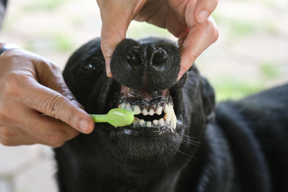 10 Reasons Why Regular Grooming Is Essential for Your Dog's Health 4 2250015