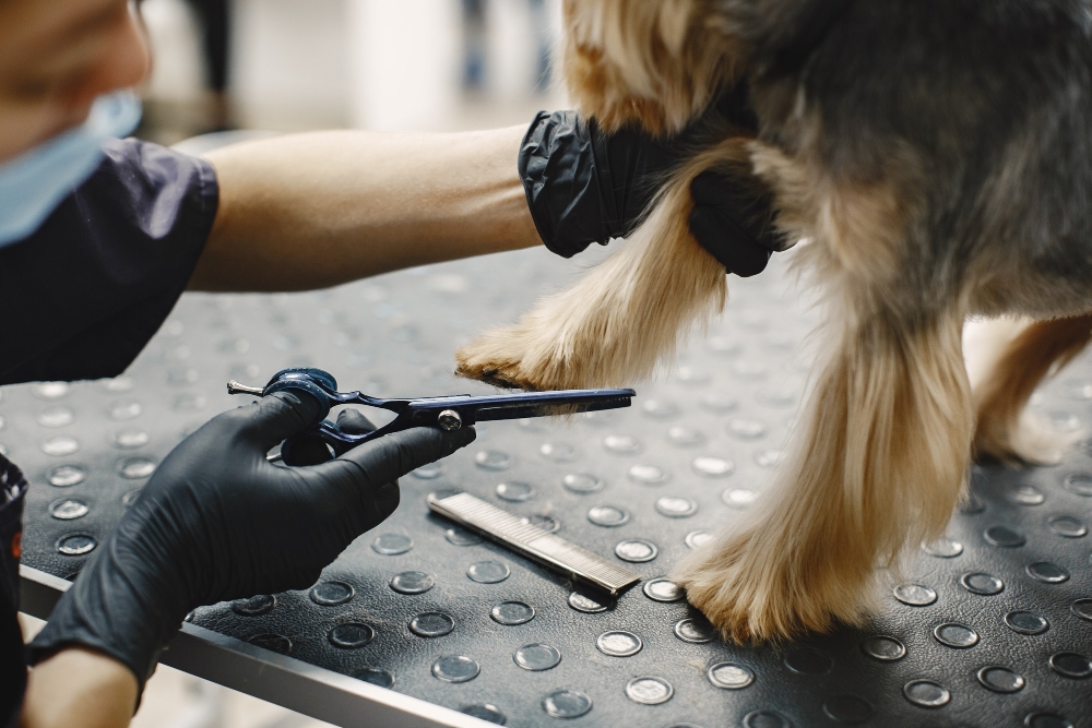 Trim Black Dog's Nails