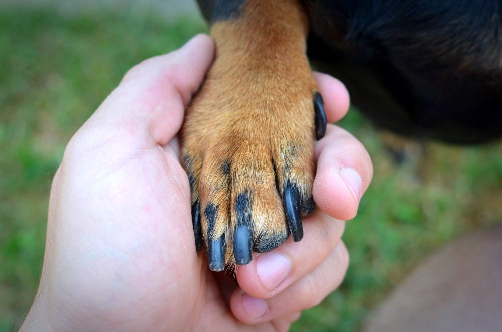 Trim Black Dog's Nails