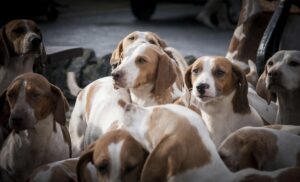 What Shampoo Is Best for Dog Allergies? 11 Beagle