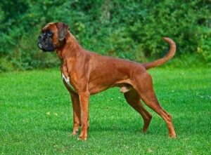What Shampoo Is Best for Dog Allergies? 10 Boxer