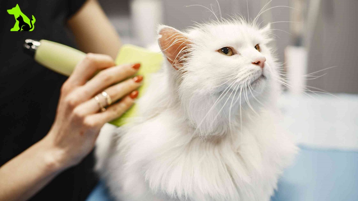 Cat-grooming