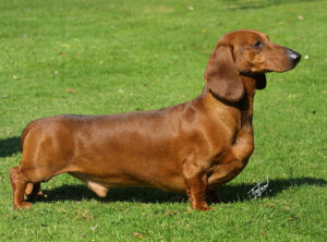 What Shampoo Is Best for Dog Allergies? 13 Dachshund