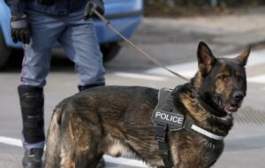 What Shampoo Is Best for Dog Allergies? 7 German Shepherd