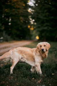 What Shampoo Is Best for Dog Allergies? 3 Golden Retriever