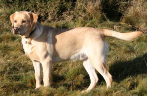 What Shampoo Is Best for Dog Allergies? 5 Labrador Retriever