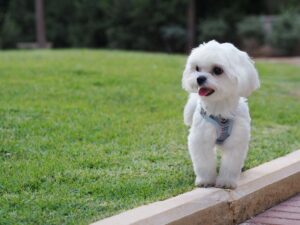 What Shampoo Is Best for Dog Allergies? 4 Maltese