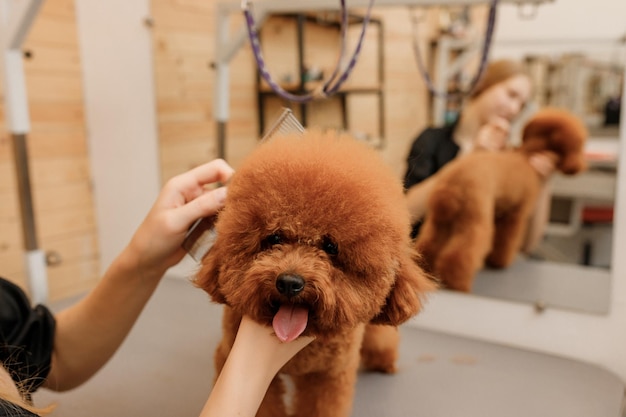 Mobile Poodle Grooming-1
