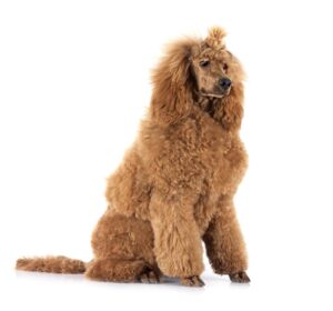 What Shampoo Is Best for Dog Allergies? 2 Poodle