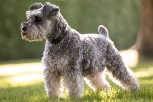 What Shampoo Is Best for Dog Allergies? 1 Schnauzer