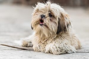 What Shampoo Is Best for Dog Allergies? 8 Shih Tzu