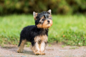 What Shampoo Is Best for Dog Allergies? 9 Yorkshire Terrier