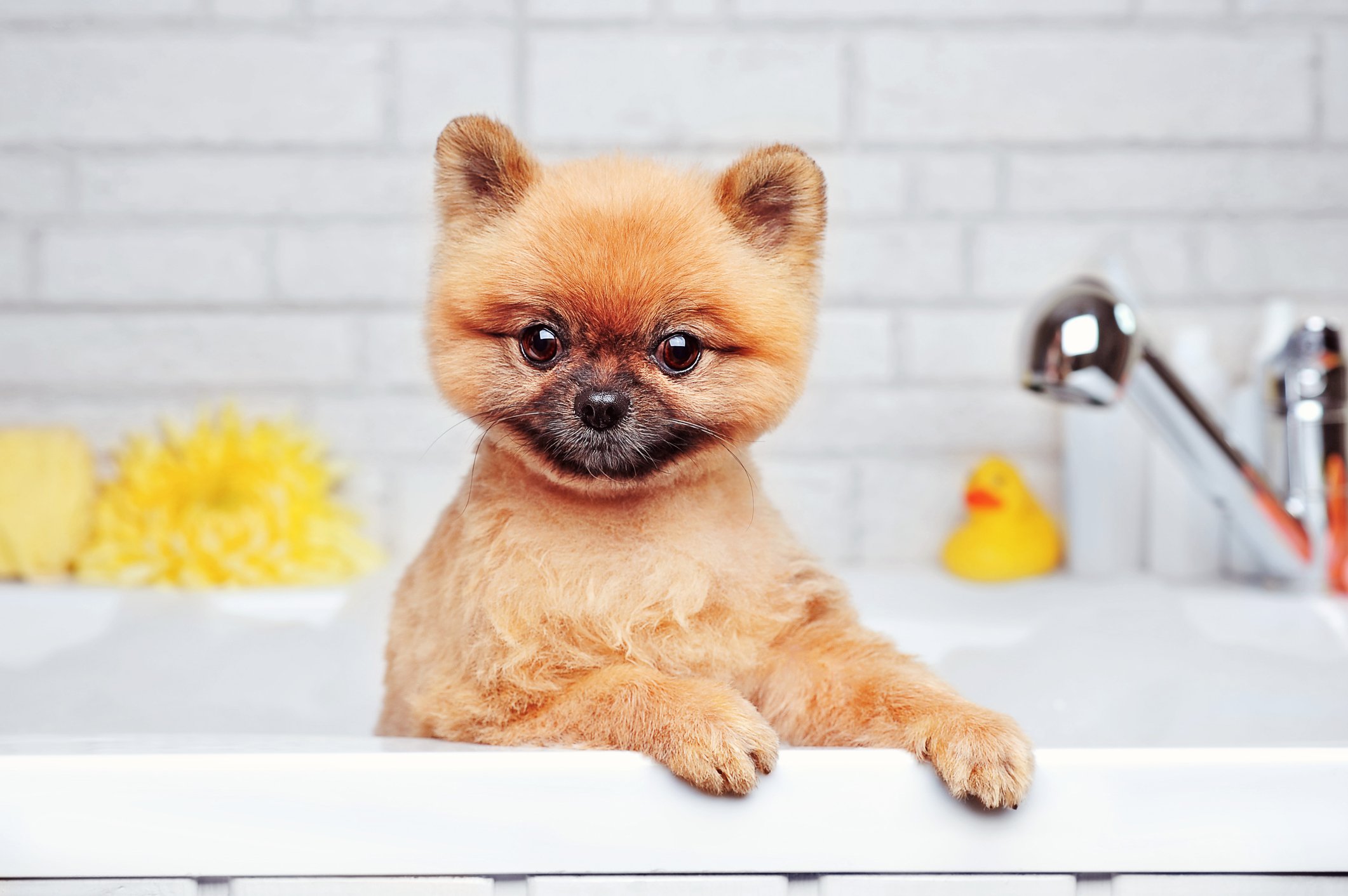 pet-grooming