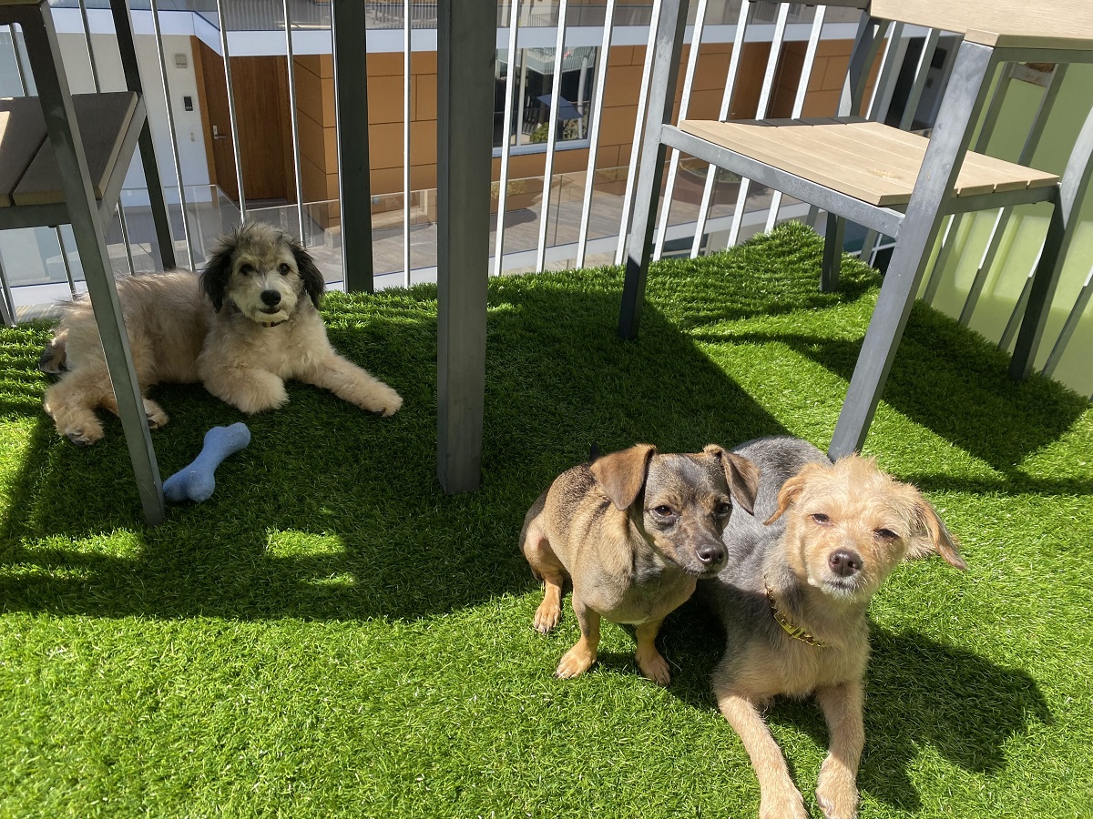 dog-grooming-img