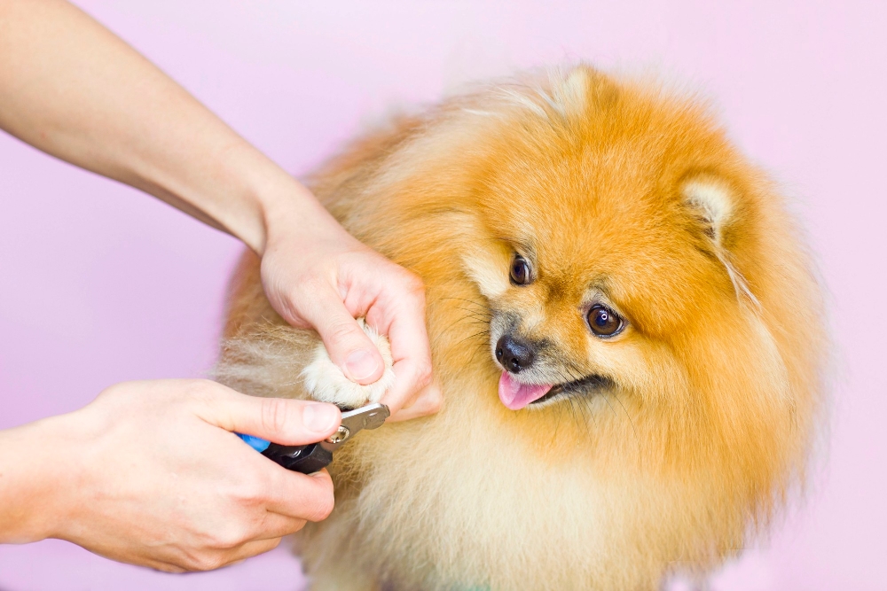 Nail Trimming