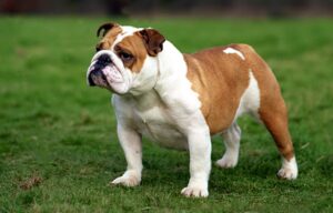 Bulldog