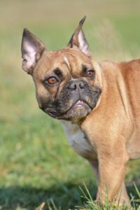 French Bulldog 