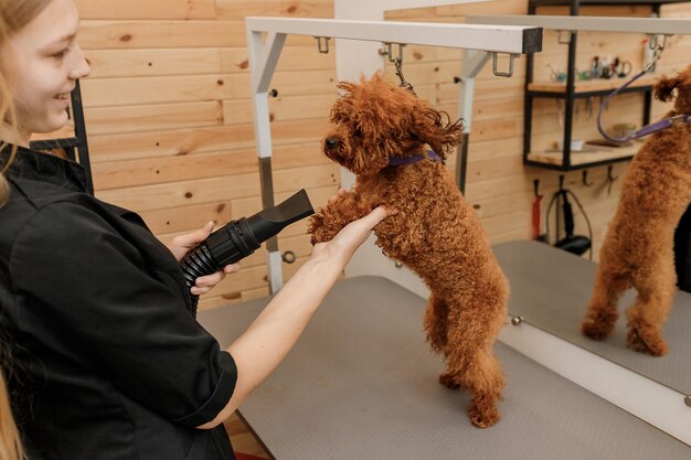 Mobile Poodle Grooming-2
