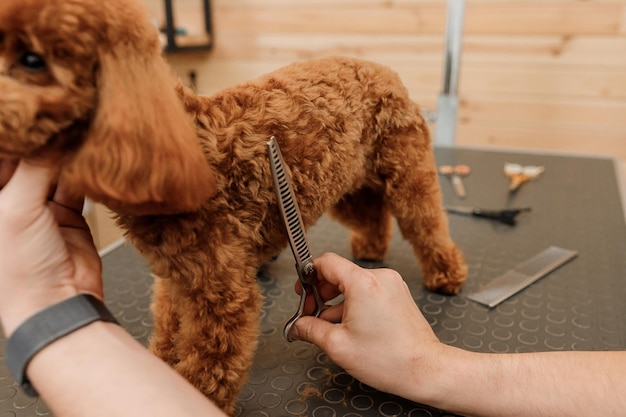 Mobile Poodle Grooming-3