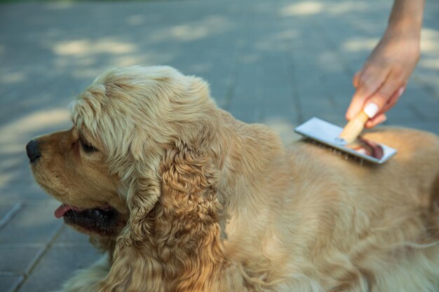Mobile Puppy Grooming