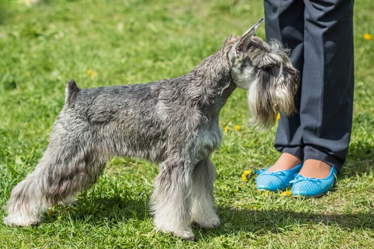Mobile Schnauzer Grooming-1