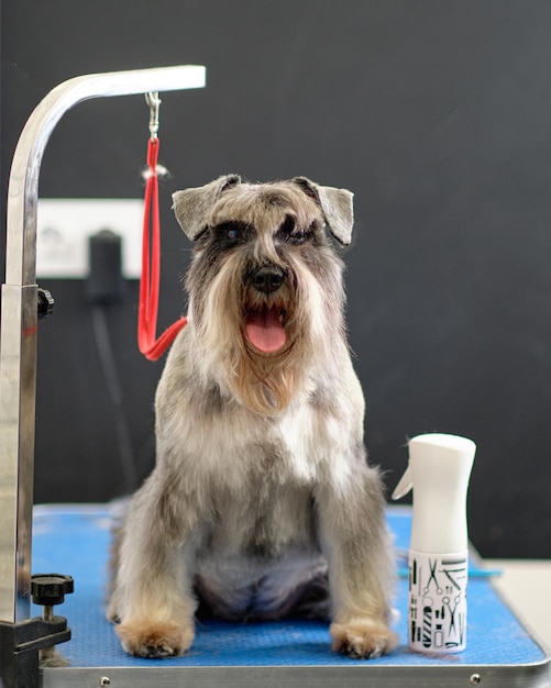 Mobile Schnauzer Grooming-2