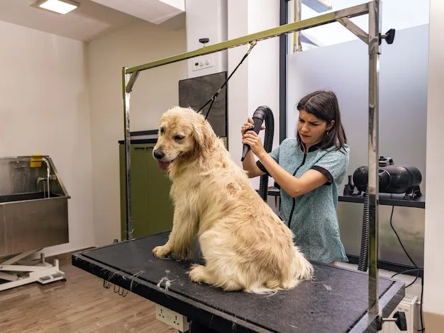 golden Retriever Grooming-1