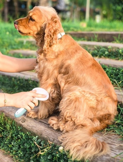 golden Retriever Grooming