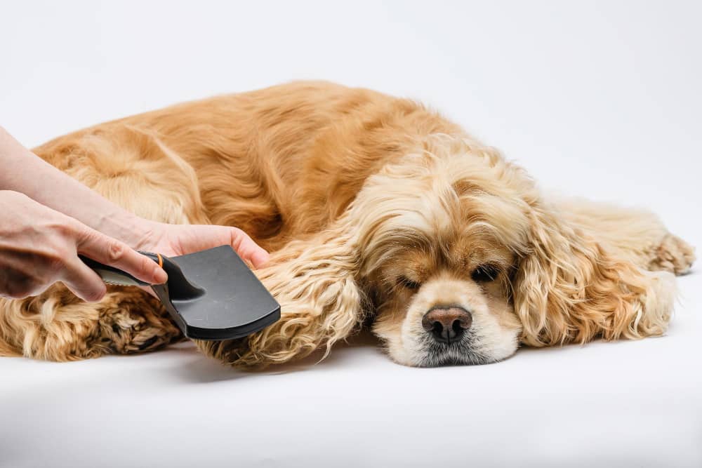 Dog Dematting