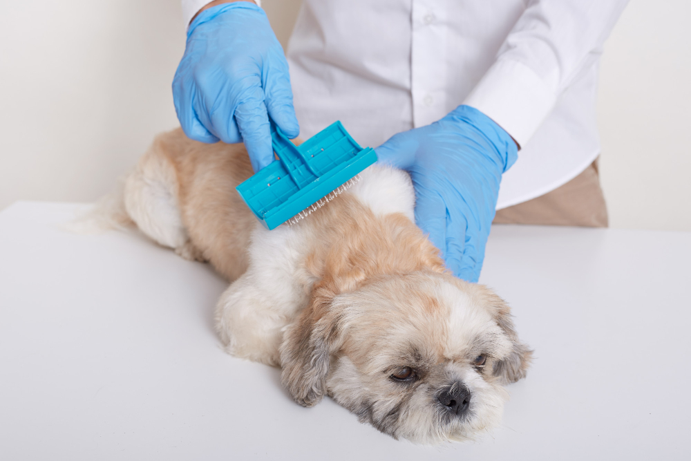 Dog Dematting