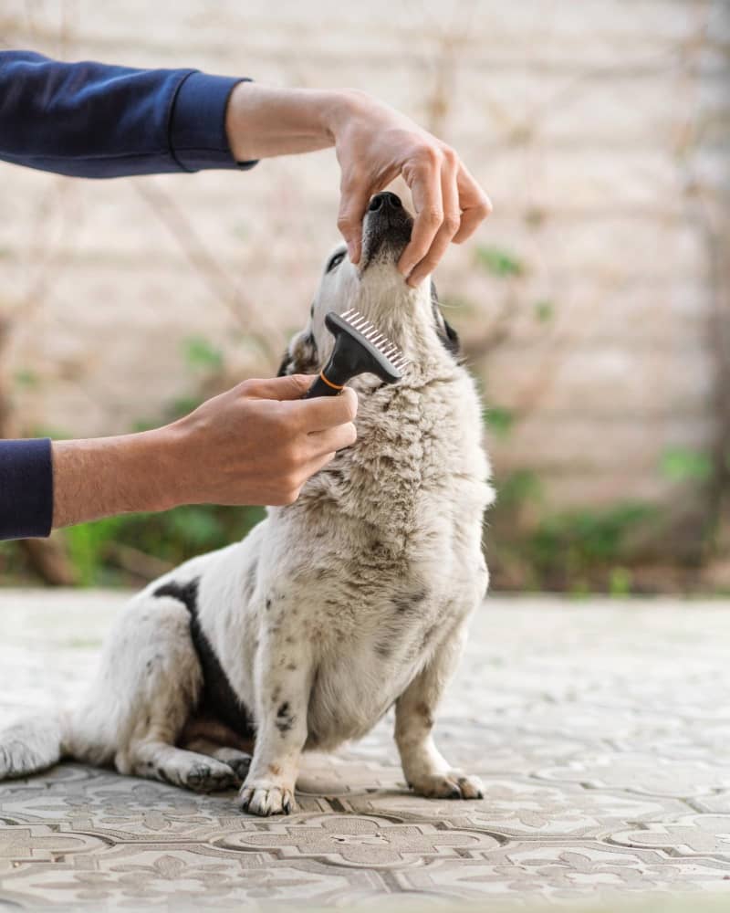 Dog Dematting