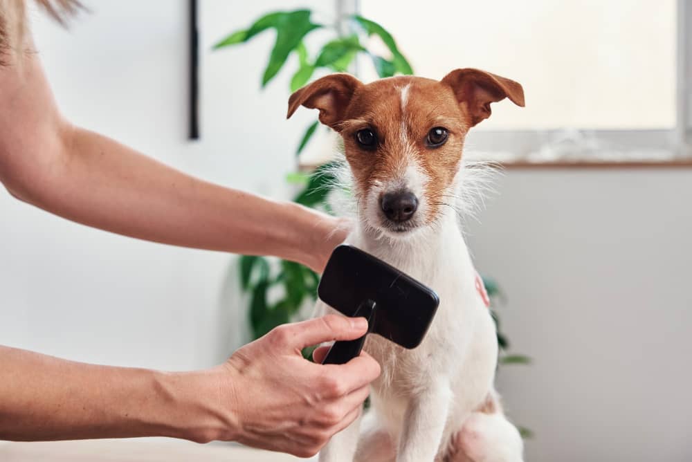 Dog Dematting
