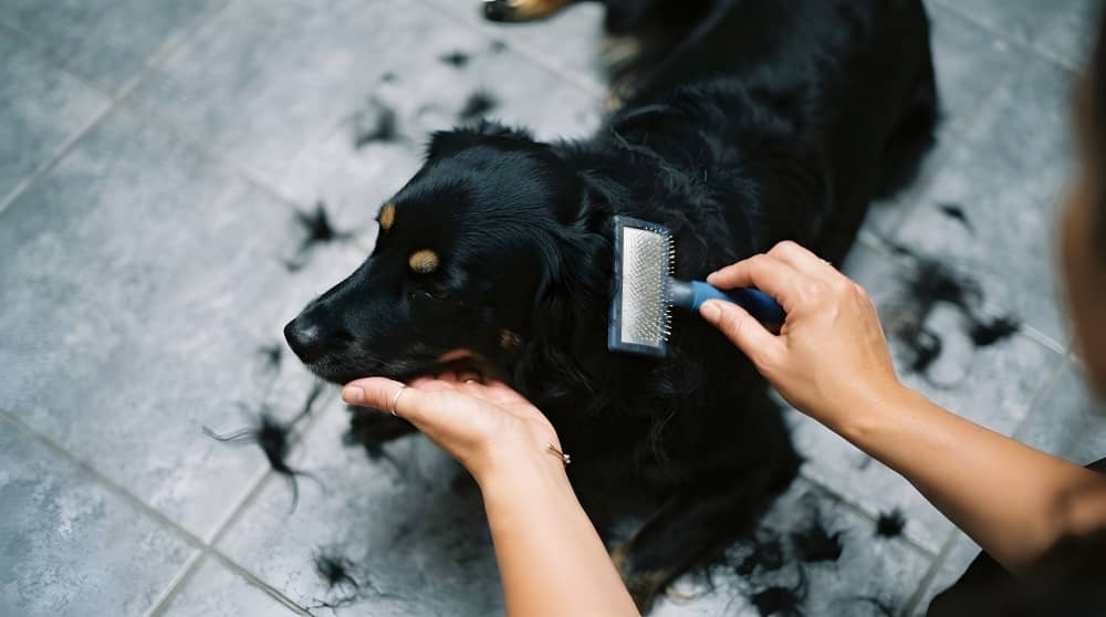 Dog Dematting