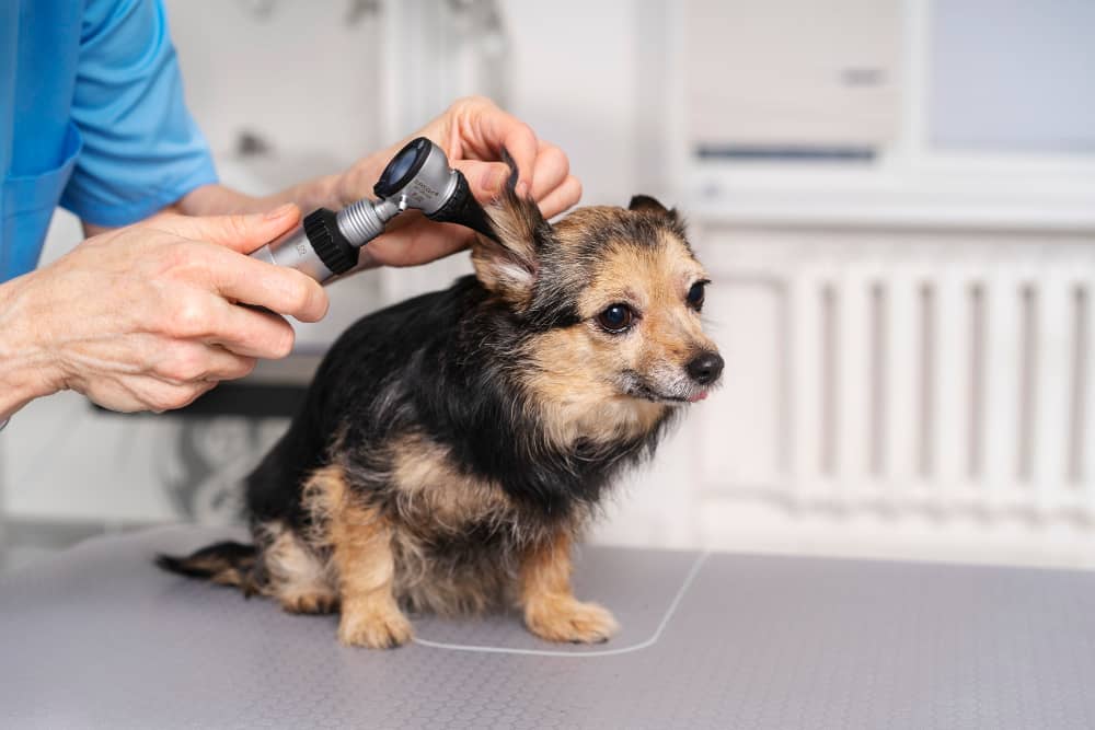 Dog Ear Cleaning