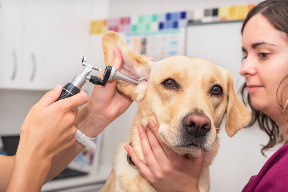 Dog Ear Cleaning