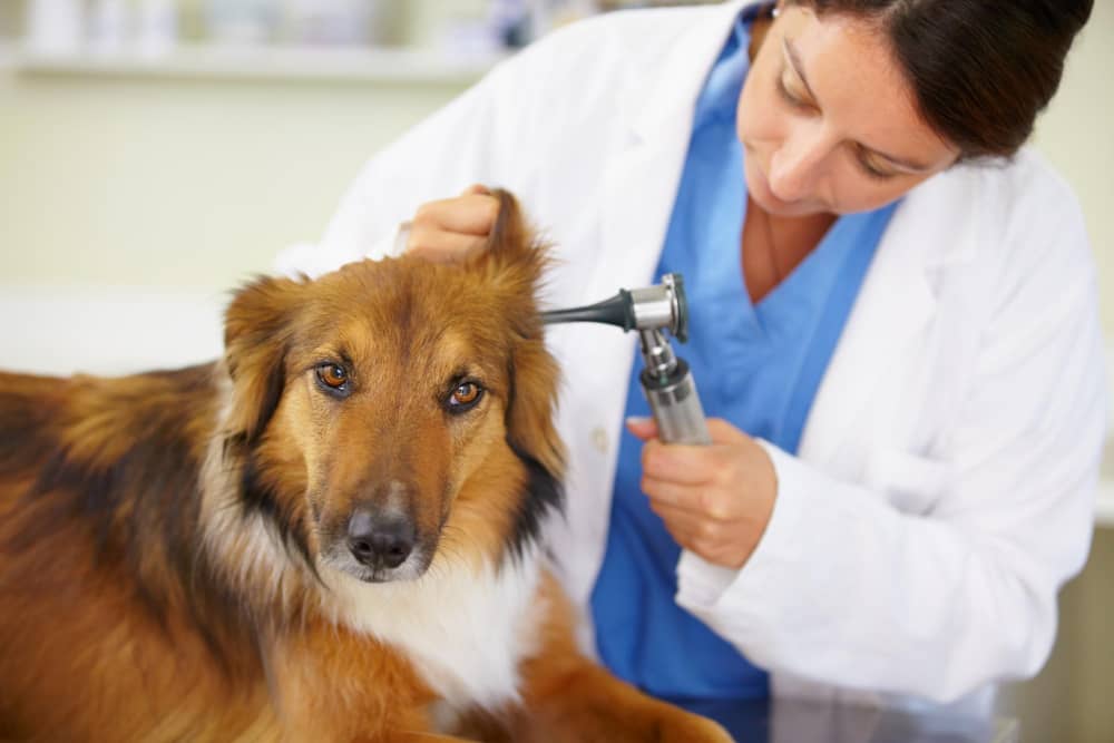Dog Ear Cleaning