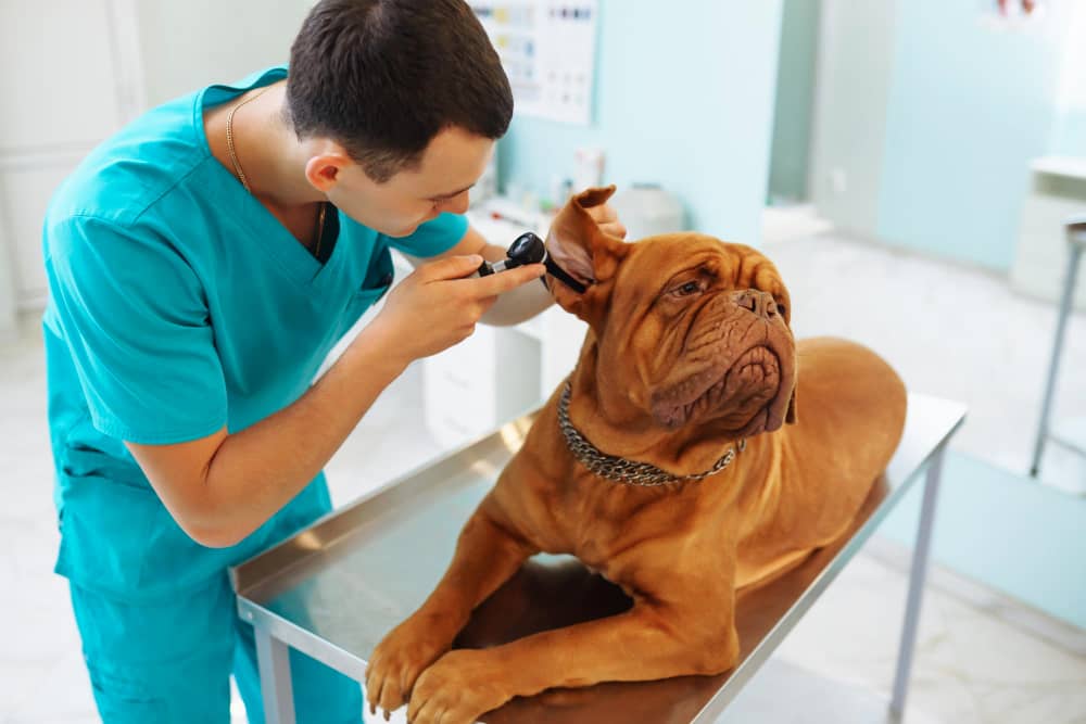 Dog Ear Cleaning