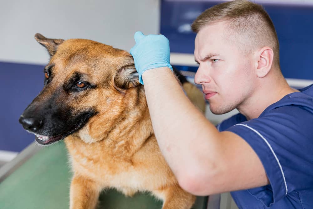 Dog Ear Cleaning