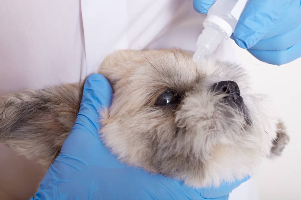 Dog Flea & Tick Treatment