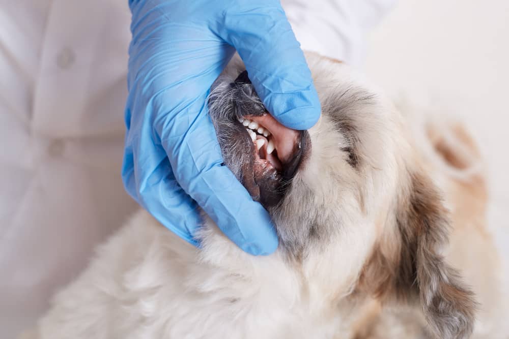 Dog Oral Care