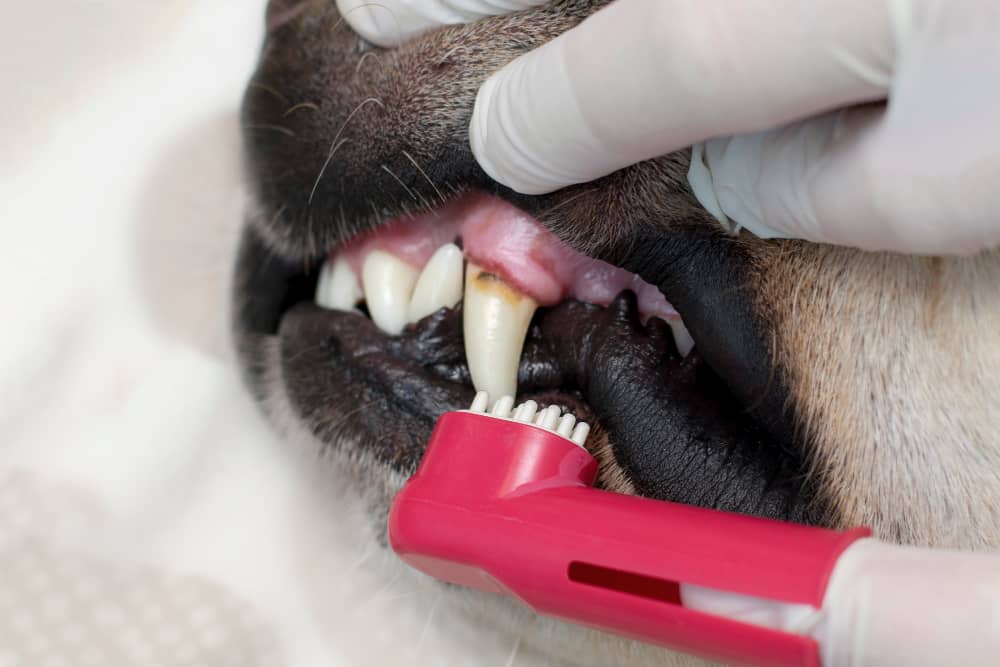Dog Teeth Brushing