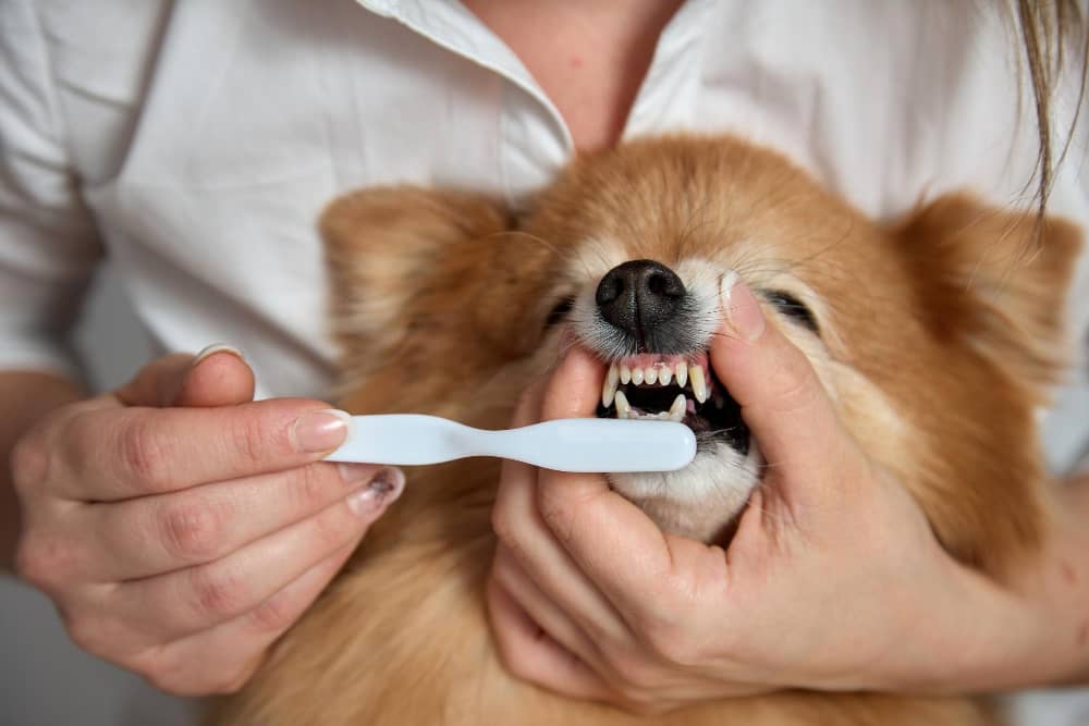 Dog Teeth Brushing