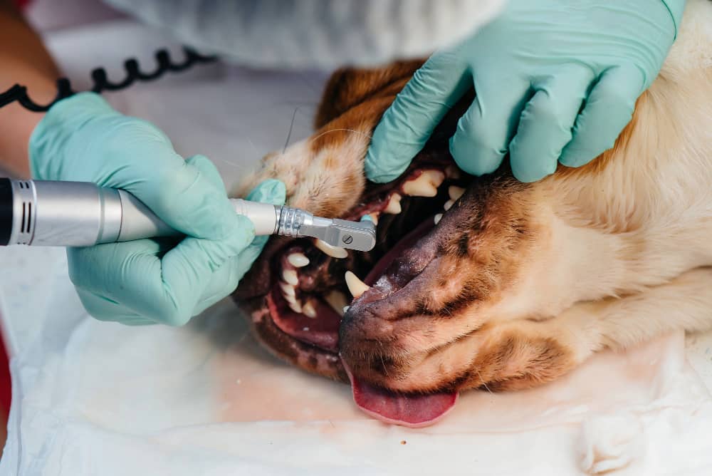 Dog Teeth Cleaning 