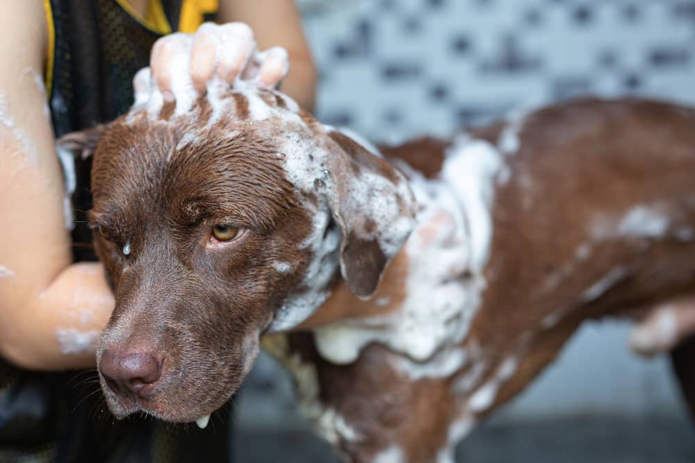 Flea Bath and Shampoo Treatment