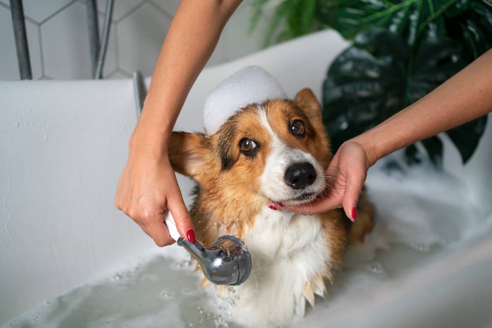 Flea and Tick Bath